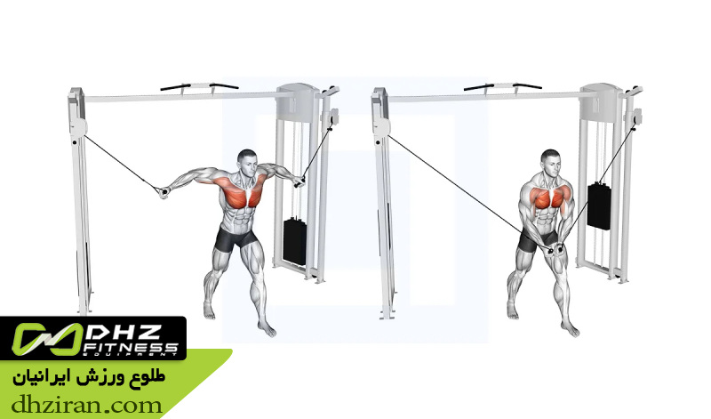 فلای سیم کش ایستاده (Standing Cable Fly): 